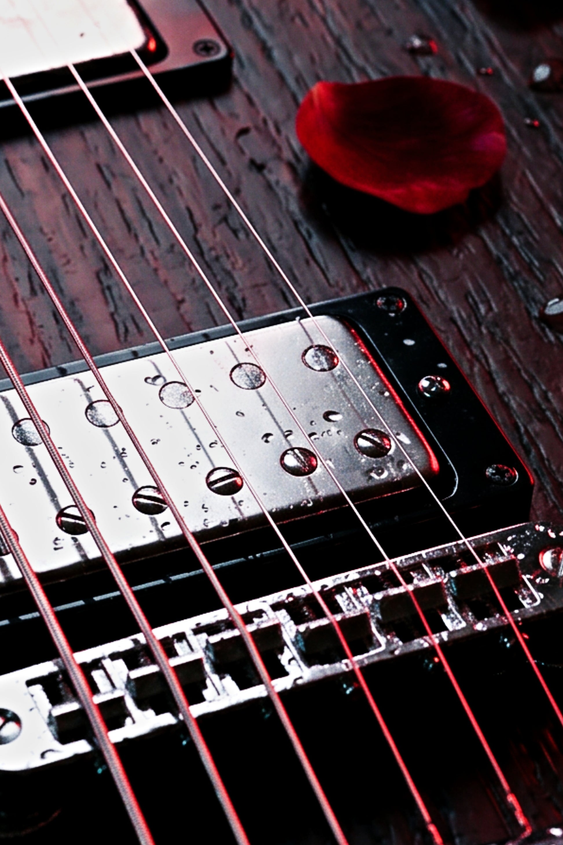 Close-up detail of Gibson Explorer humbucker pickup with red rose petals and water droplets — Crimson Explorer print by Guitar Prints
